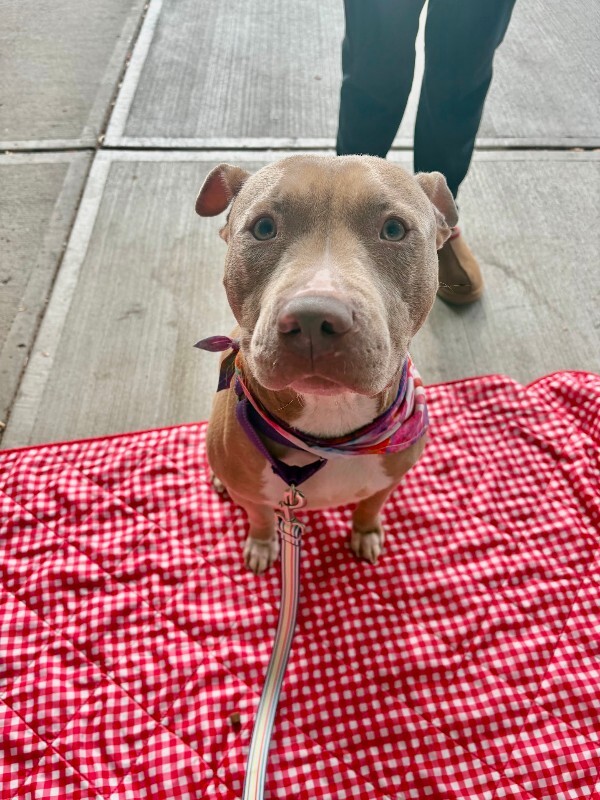 View Pecan the Dog Photo #8