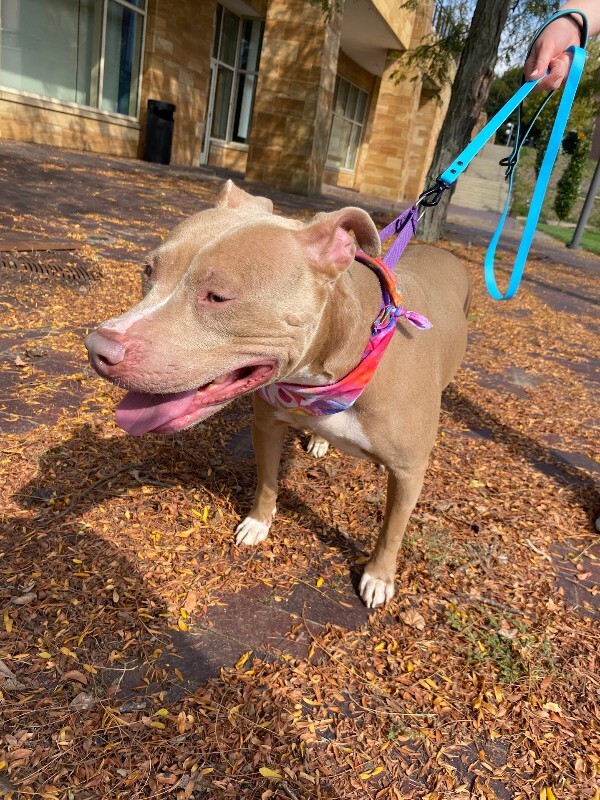 View Pecan the Dog Photo #11