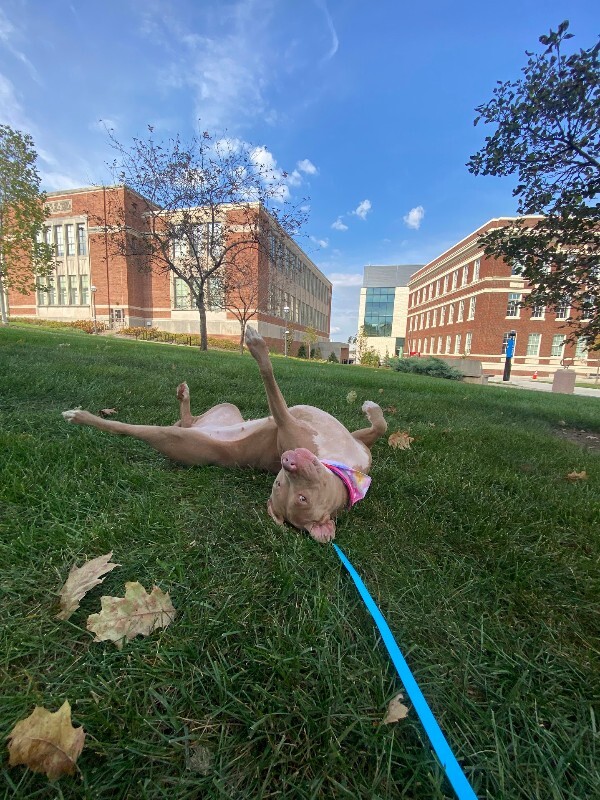 View Pecan the Dog Photo #10