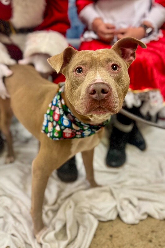 View Pecan the Dog Photo #13