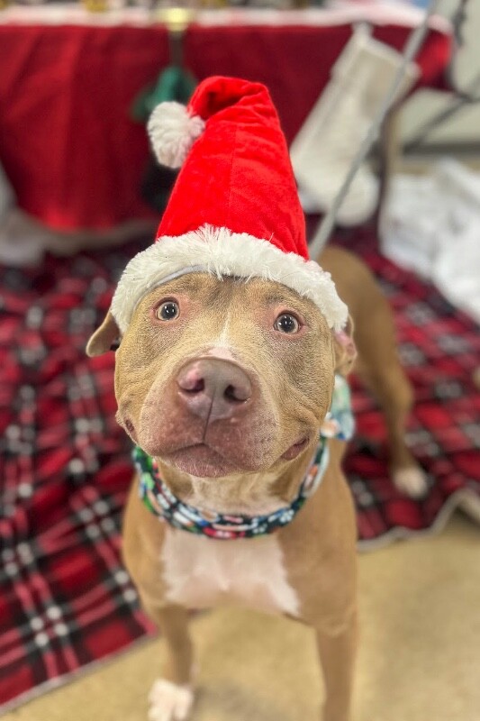 View Pecan the Dog Photo #5