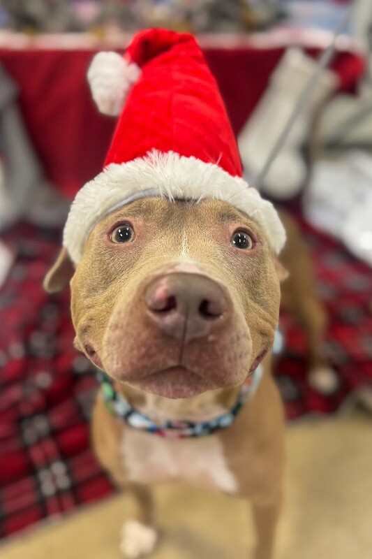 View Pecan the Dog Photo #3