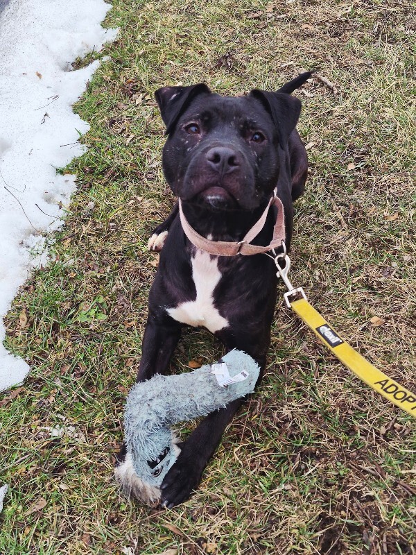 View Pipette the Dog Photo #10