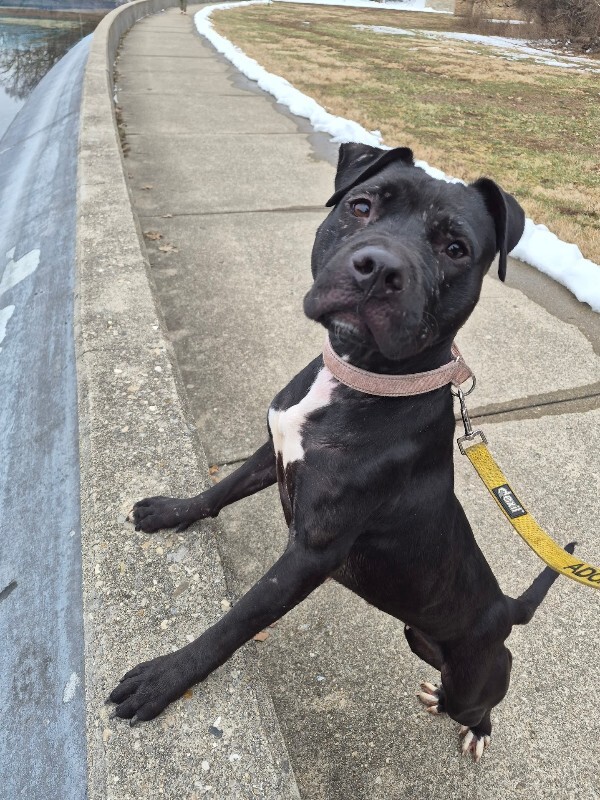 View Pipette the Dog Photo #8