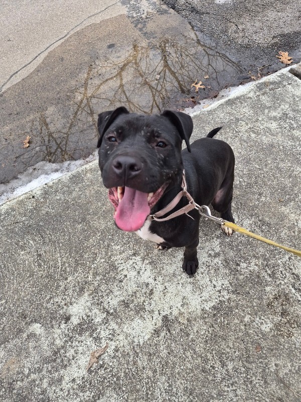 View Pipette the Dog Photo #2