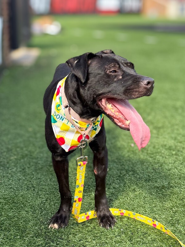 View Pipette the Dog Photo #4