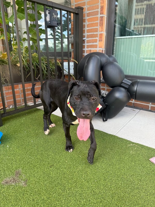 View Pipette the Dog Photo #7