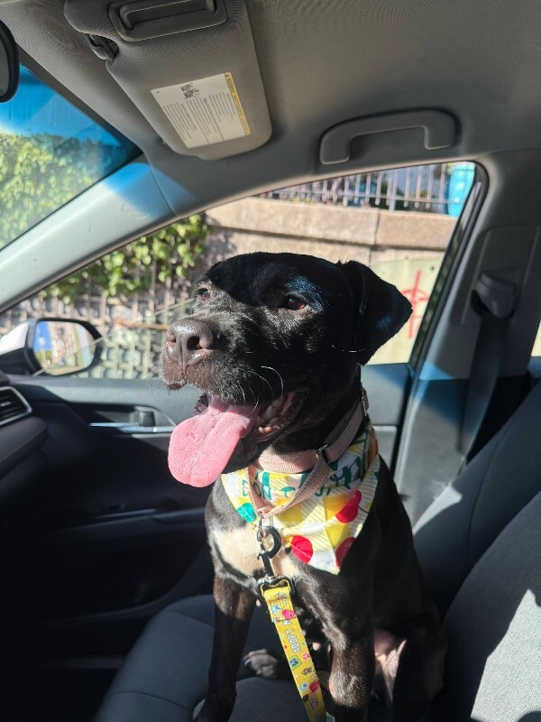 View Pipette the Dog Photo #5