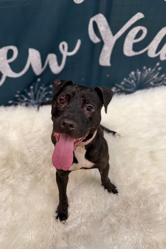 View Pipette the Dog Photo #2