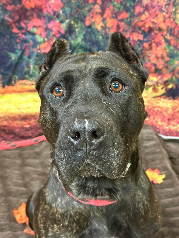 View Batgirl the Dog Photo #7