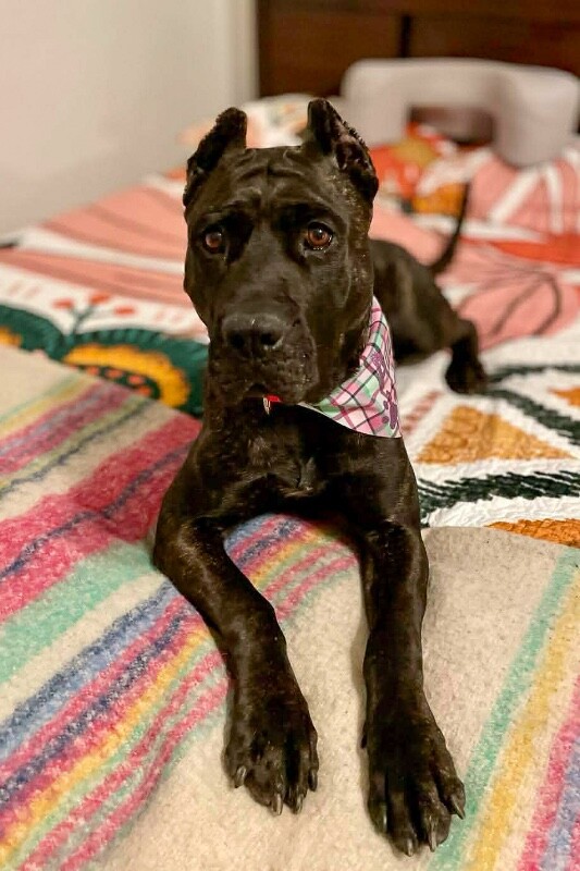 View Batgirl the Dog Photo #3