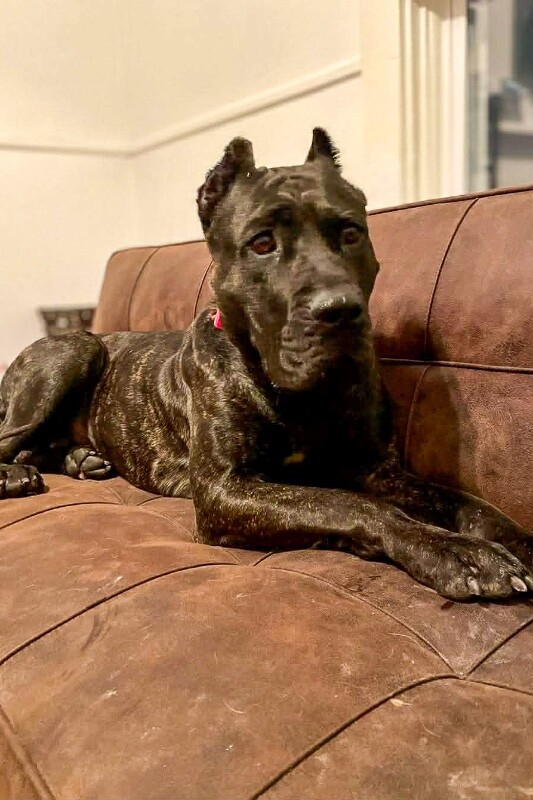 View Batgirl the Dog Photo #6