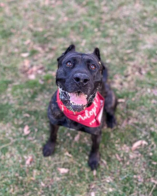 View Batgirl the Dog Photo #10