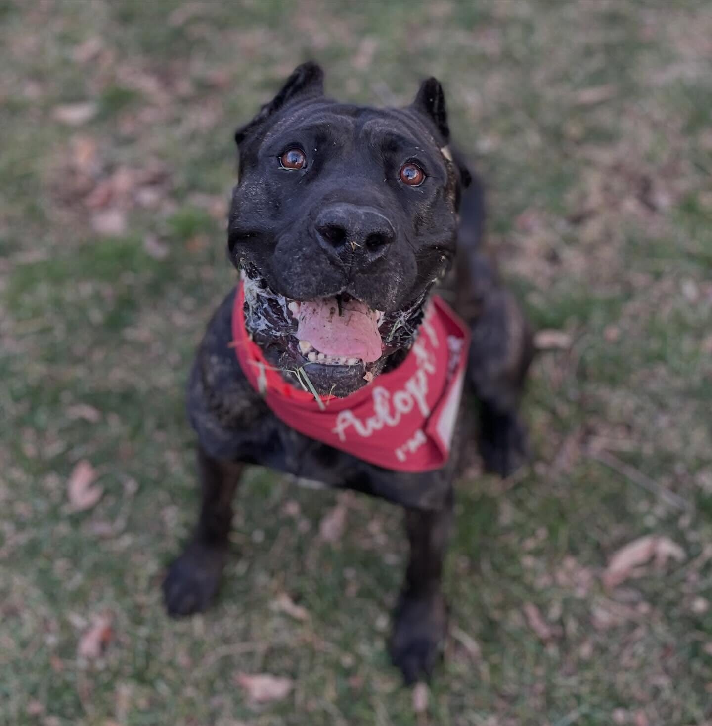 View Batgirl the Dog Photo #15