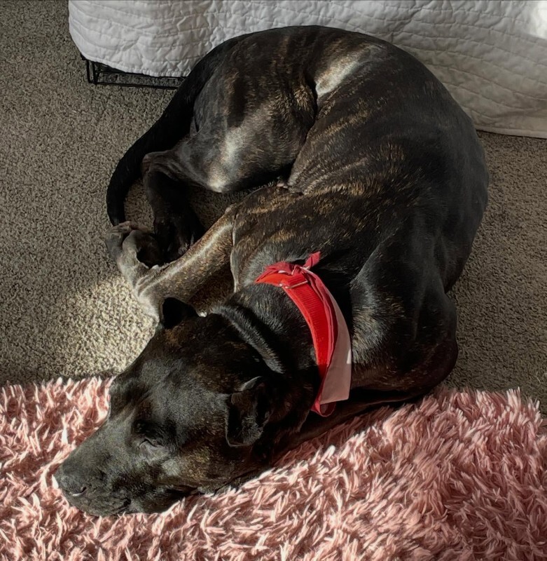 View Batgirl the Dog Photo #16