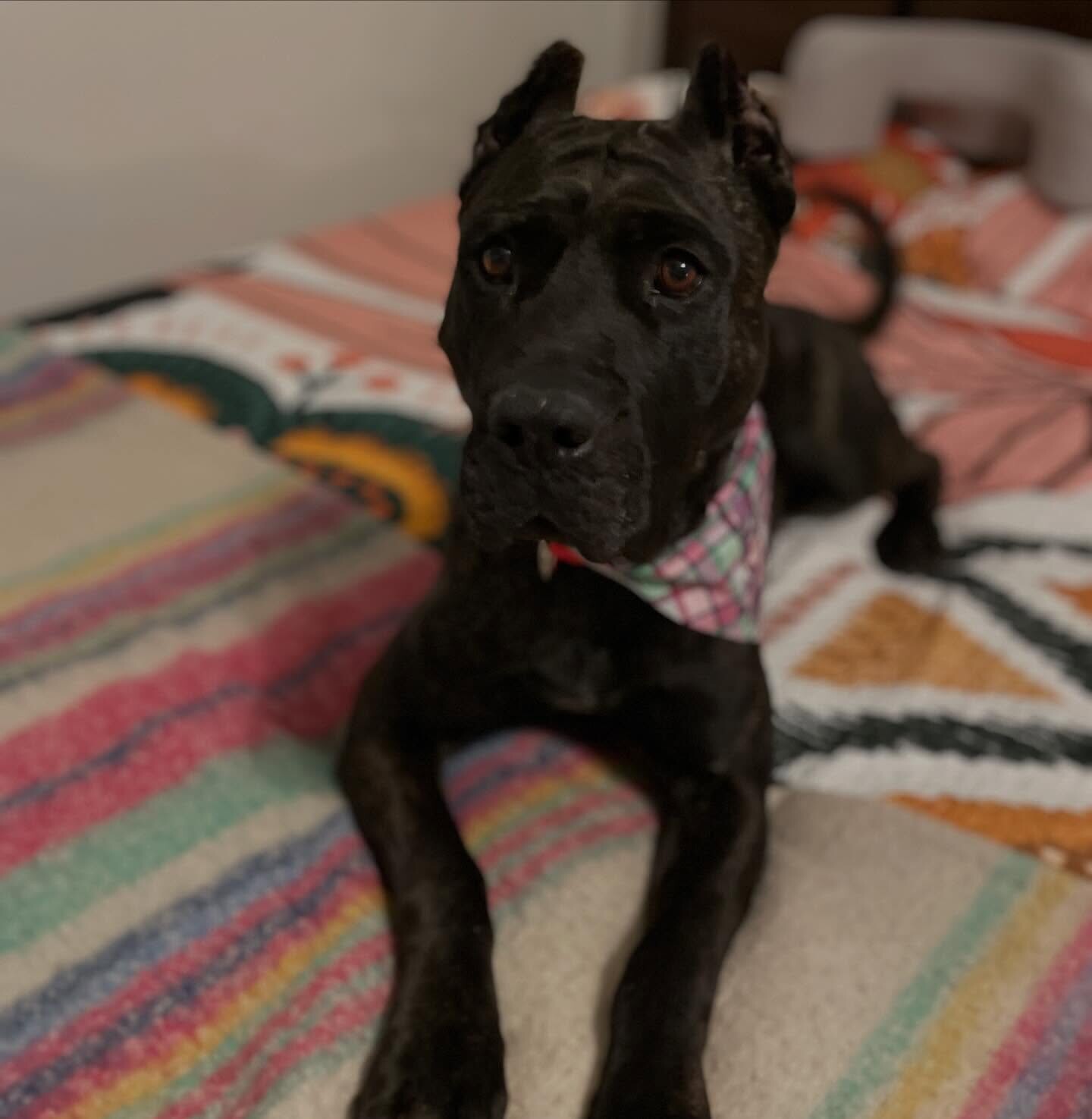 View Batgirl the Dog Photo #14