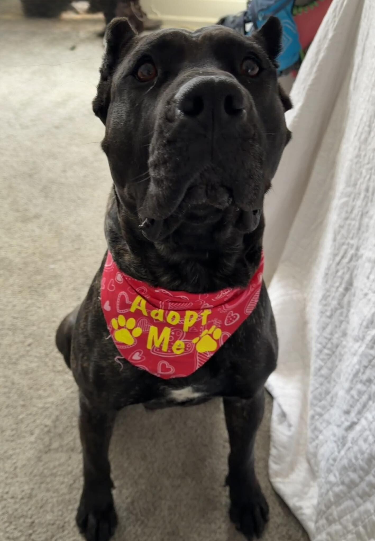 View Batgirl the Dog Photo #17