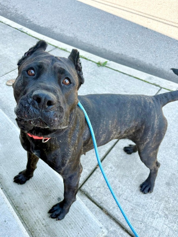 View Batgirl the Dog Photo #19