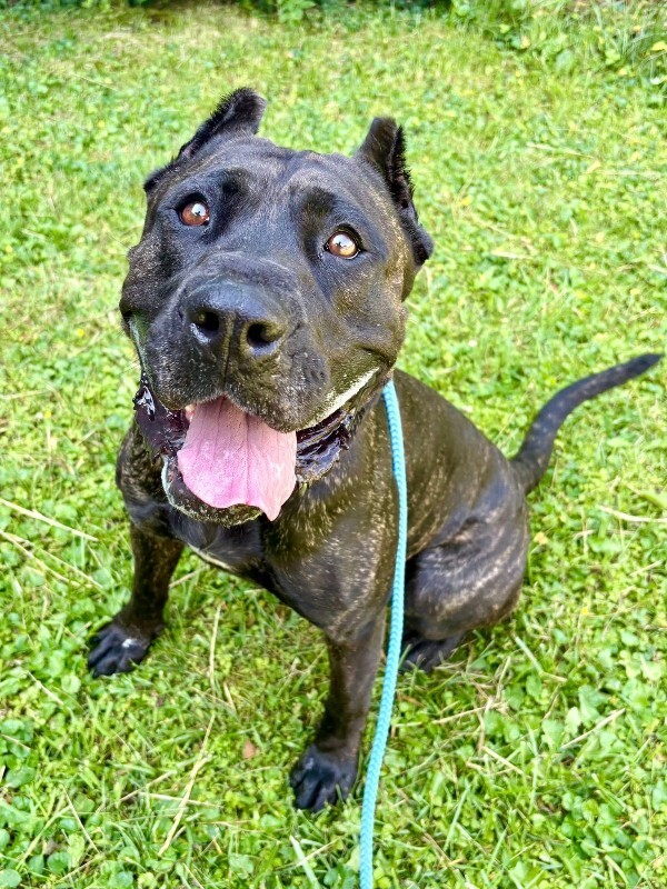 Learn More About Batgirl Batgirl - Dog