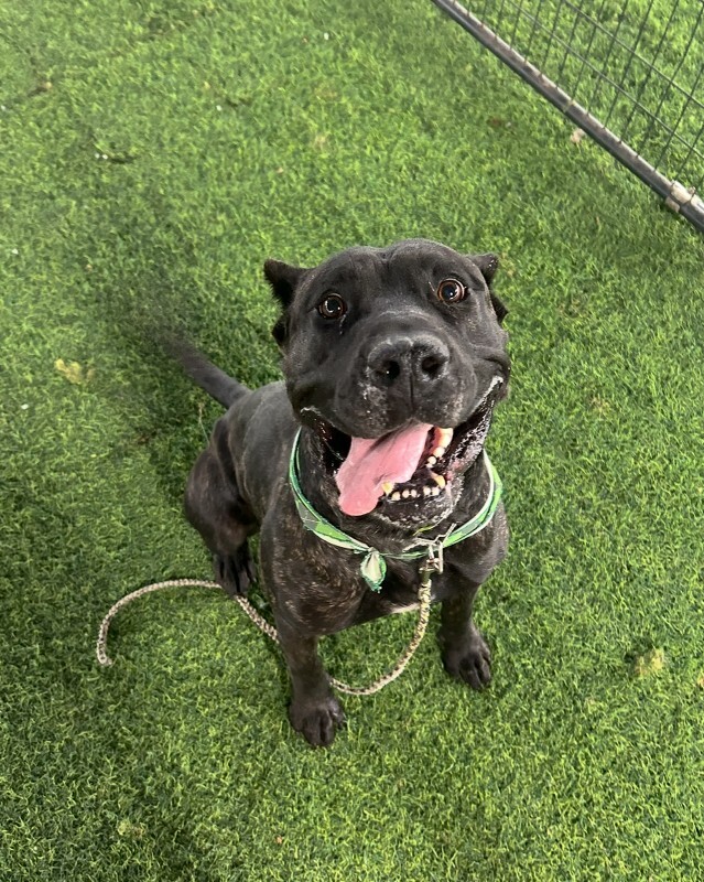 View Batgirl the Dog Photo #2