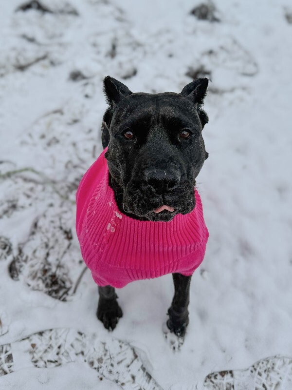 View Batgirl the Dog Photo #8