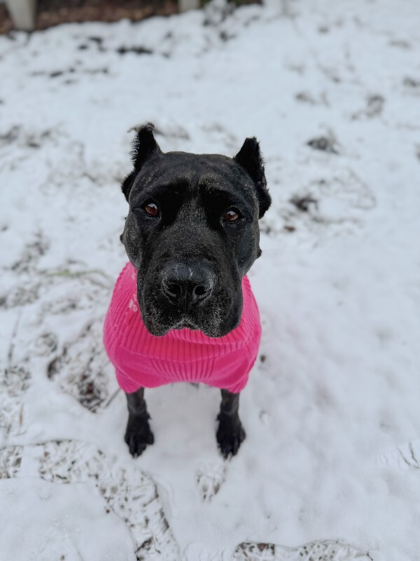 View Batgirl the Dog Photo #4