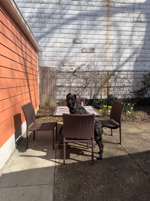 View Batgirl the Dog Photo #13