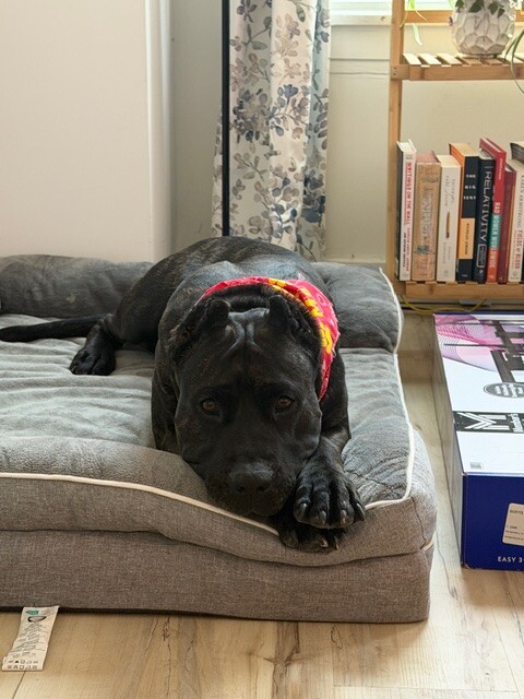 View Batgirl the Dog Photo #4