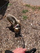 View Bobby Boucher the Dog Photo #6