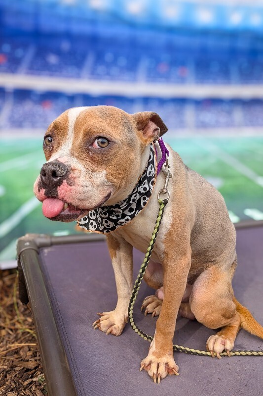 Bobby Boucher - Dog