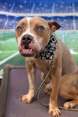 View Bobby Boucher the Dog Photo #2