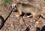 View Bobby Boucher the Dog Photo #4