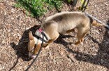 View Bobby Boucher the Dog Photo #3