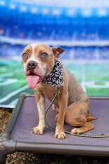 View Bobby Boucher the Dog Photo #7