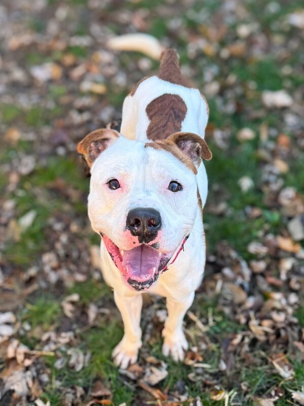 View Radagast the Dog Photo #4