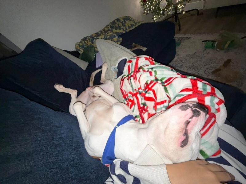 View Radagast the Dog Photo #5