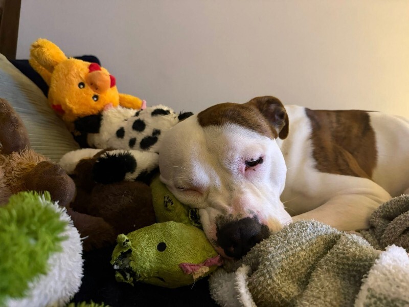 View Radagast the Dog Photo #6