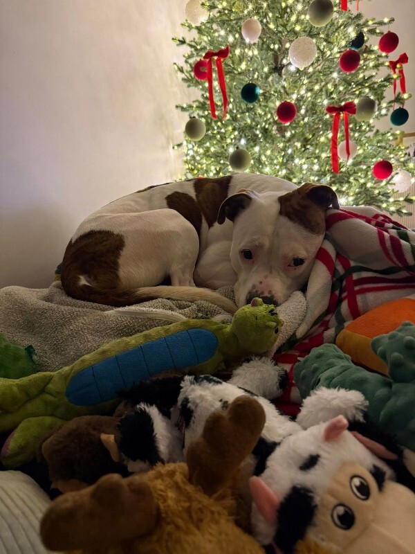 View Radagast the Dog Photo #8