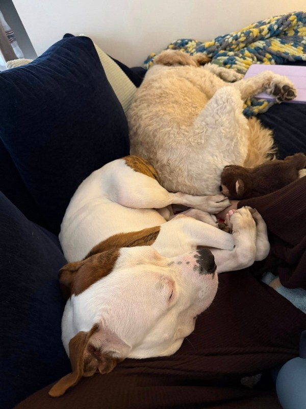 View Radagast the Dog Photo #9