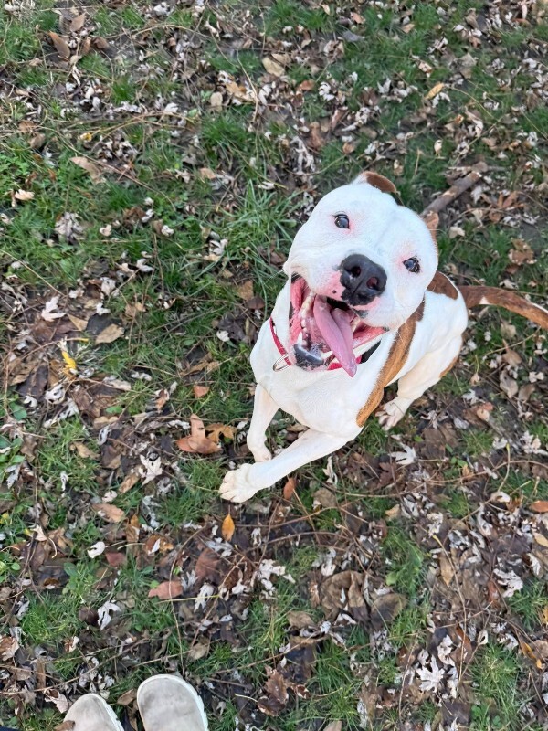 View Radagast the Dog Photo #13