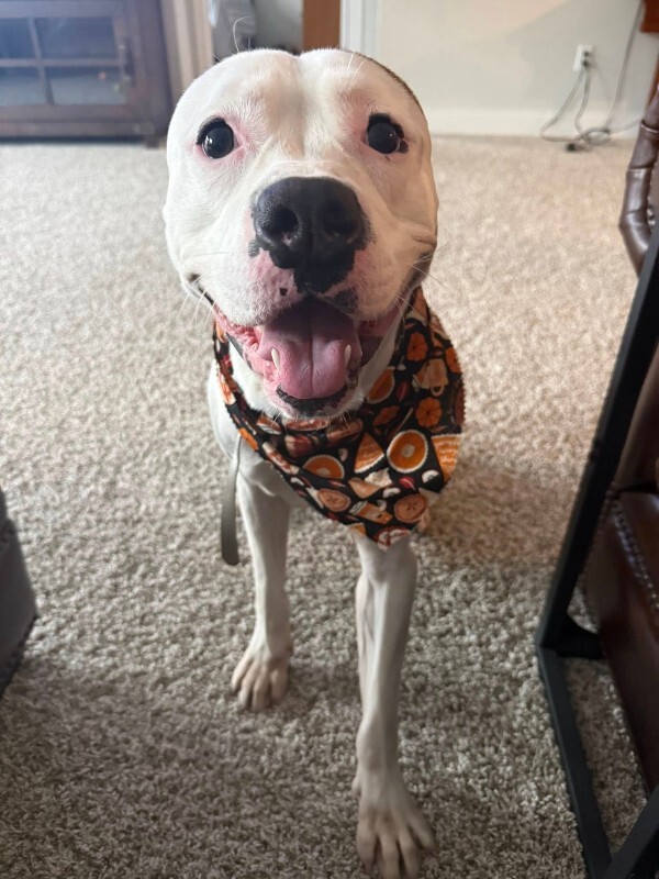 View Radagast the Dog Photo #10