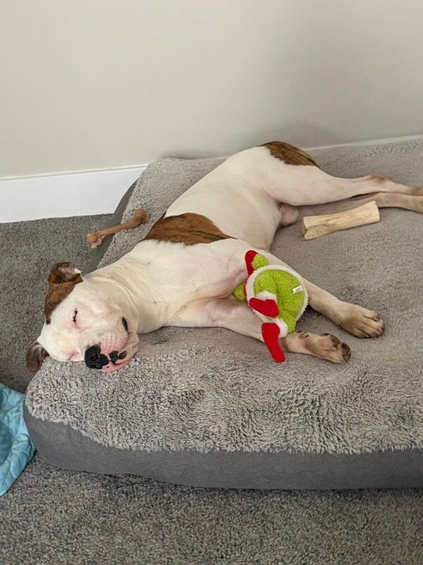 View Radagast the Dog Photo #12