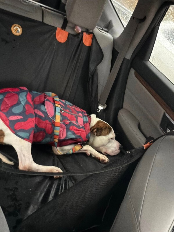 View Radagast the Dog Photo #15