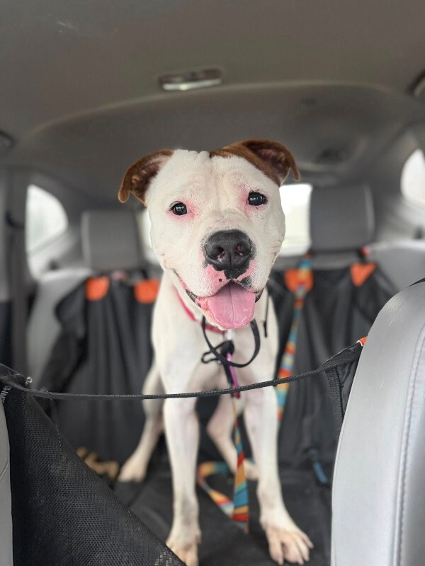 View Radagast the Dog Photo #16