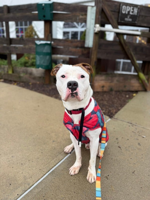 View Radagast the Dog Photo #17