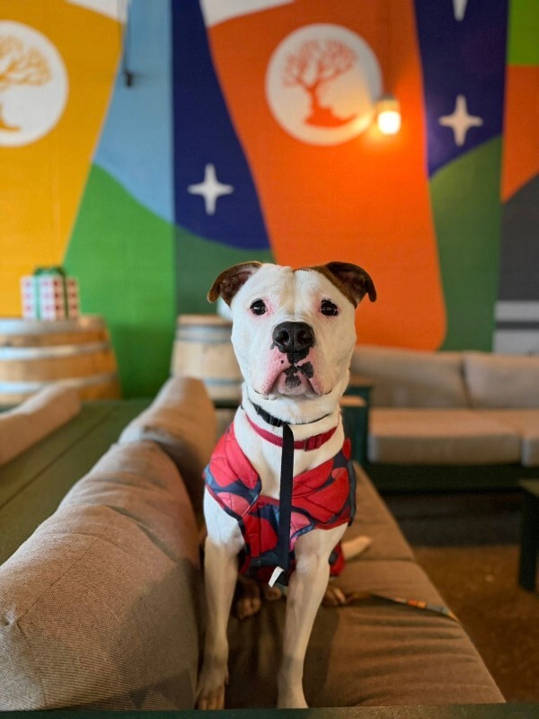 View Radagast the Dog Photo #14