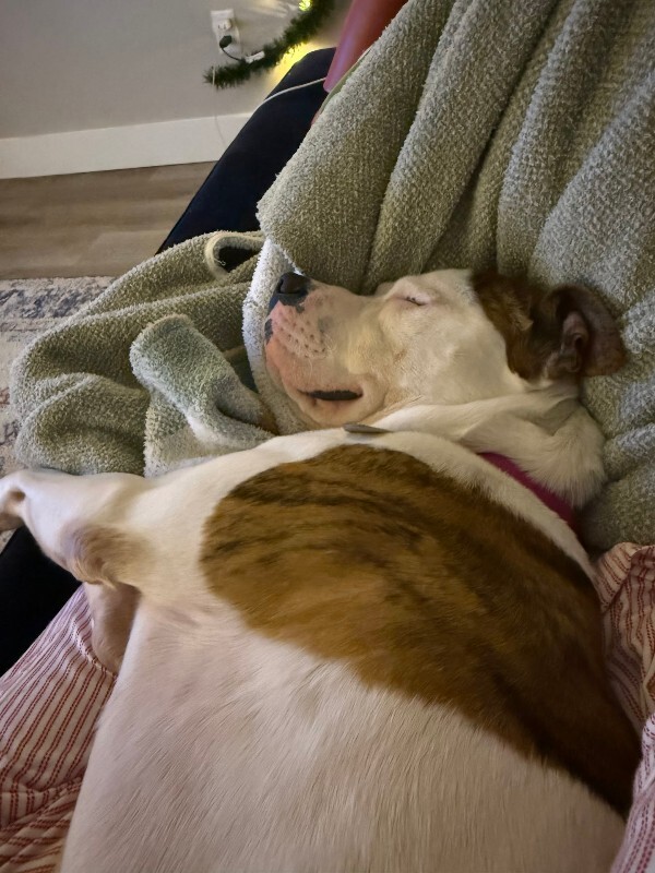 View Radagast the Dog Photo #11