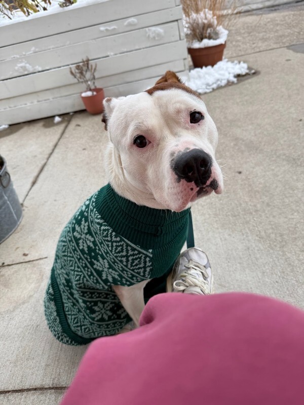 View Radagast the Dog Photo #7