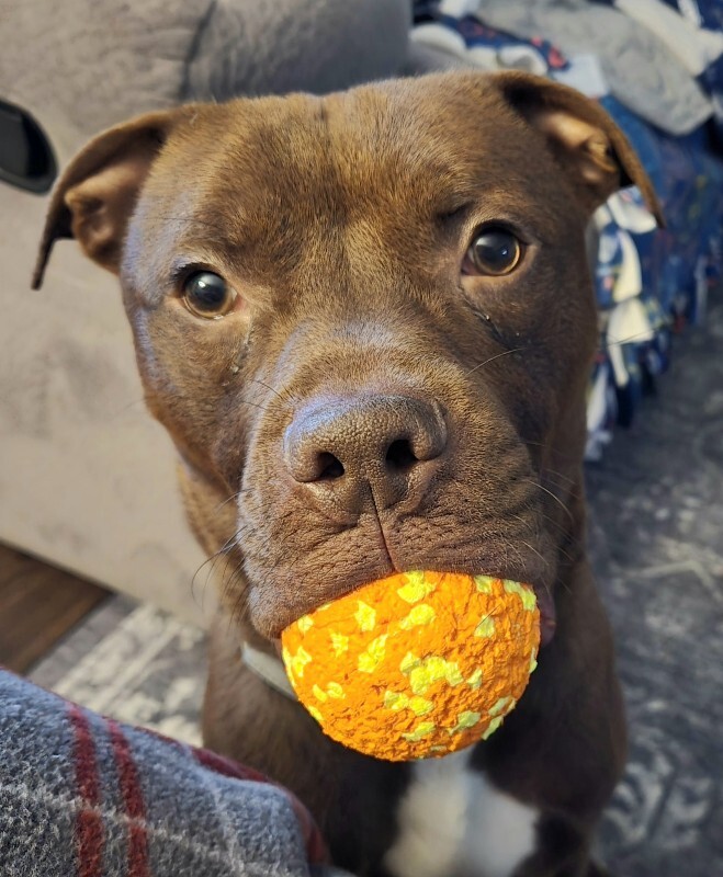 View Johnny Polo the Dog Photo #2