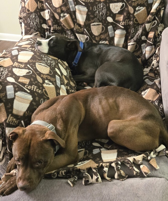 View Johnny Polo the Dog Photo #3